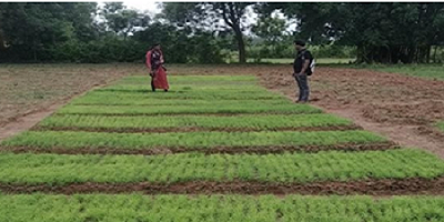 Transforming Agriculture with Millet Cultivation