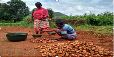 Embracing Monsoon Potato Farming – A Case of Subhasanti: