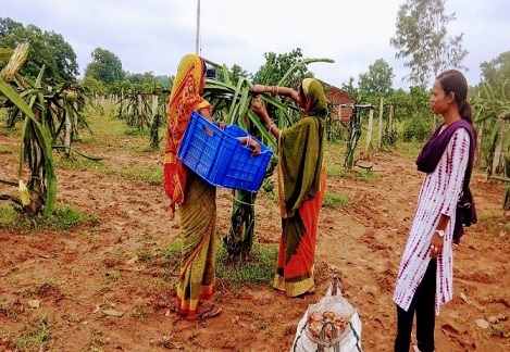 Rising of Dragon Fruit Farming in Keonjhar: Women Turning Innovation into Empowerment