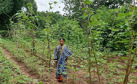 Julko Minyaka’s Green Dream Revives Koraput Soil