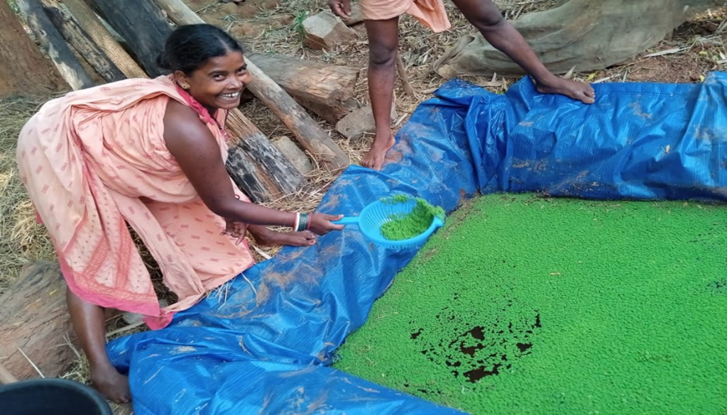 Azola Farming Offers New Lease of Life to Ekari Farmers